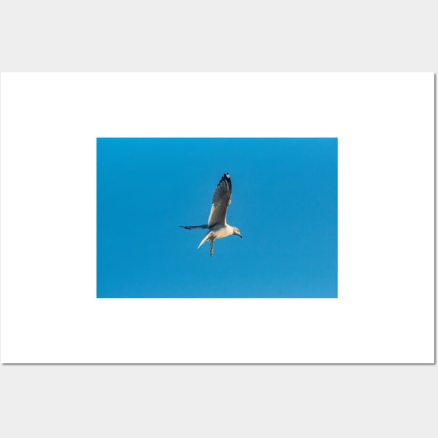 Hovering Larus Californicus 4 Wall Art by KensLensDesigns